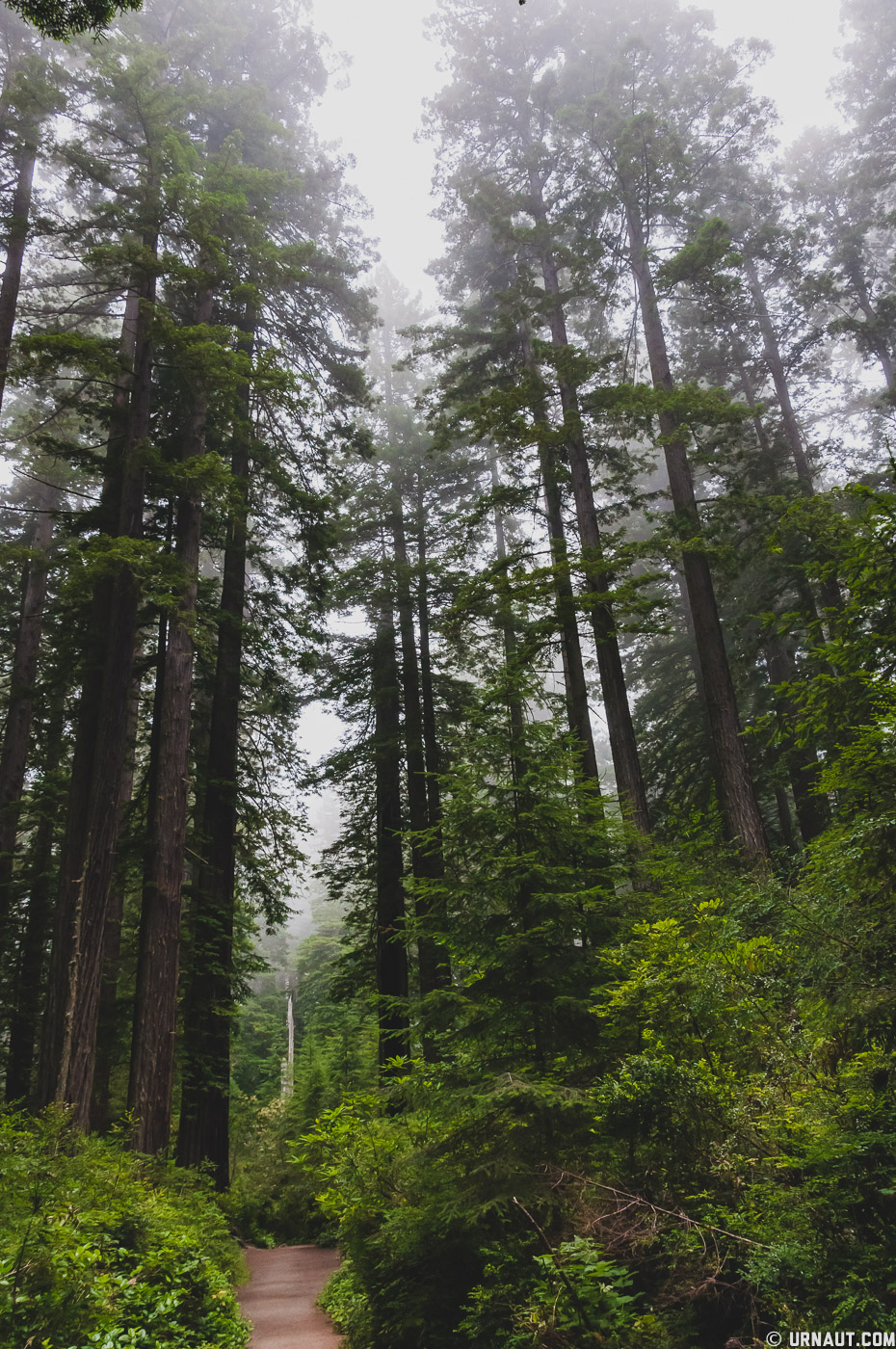 0149-Redwoods.jpg