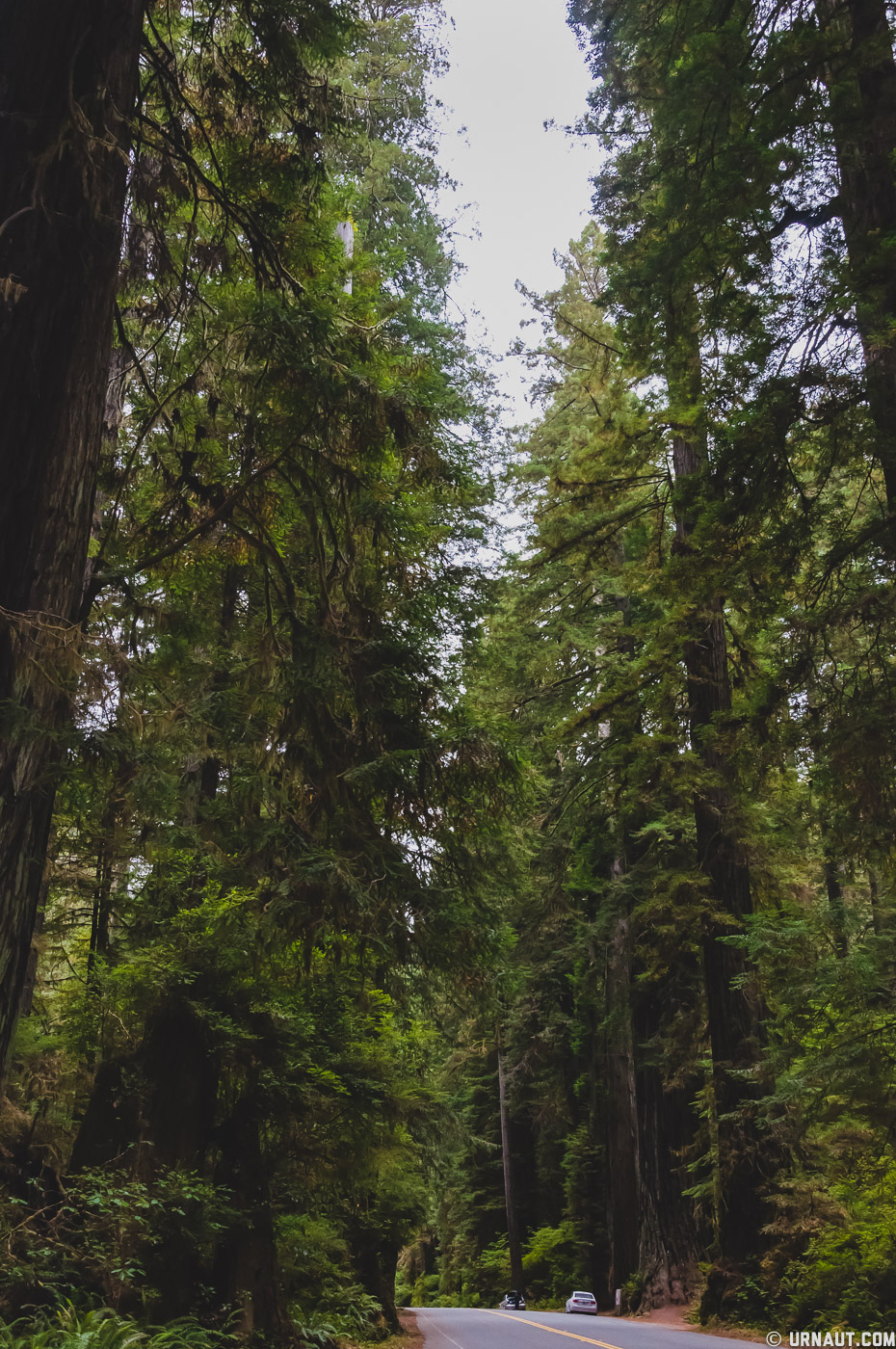 0152-Redwoods.jpg